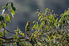 Sulphur-winged parakeet
