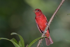 Summer tanager