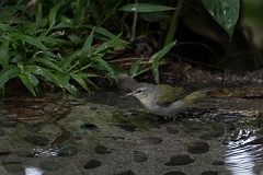 Tennessee warbler