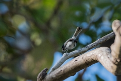 Tropical gnatcatcher