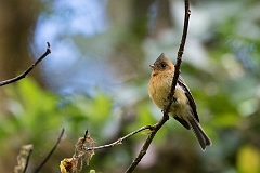 Tufted flycatcher