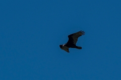 Turkey vulture