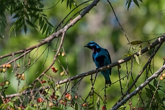 Turquoise cotinga