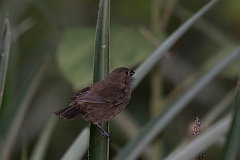 Variable seedeater