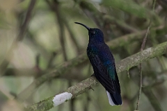 Violet sabrewing