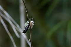 Volcano hummingbird