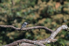 White-collared puffbird