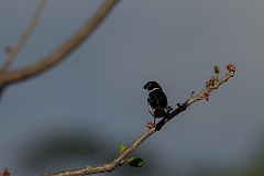 White-collared seedeater