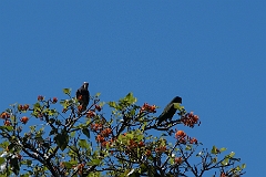 White-crowned parrot