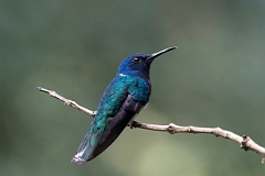 White-necked jacobin