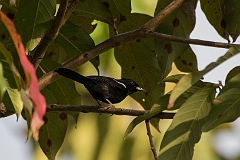 White-shouldered tanager