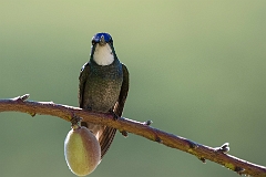 White-throated mountain-gem