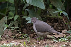 White-tipped dove