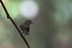 Yellow-bellied flycatcher
