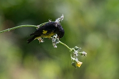 Yellow-bellied siskin