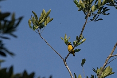 Yellow-crowned euphonia