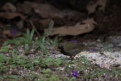 Yellow-faced grassquit