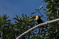 Yellow-throated toucan