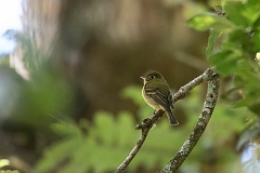 Yellowish flycatcher