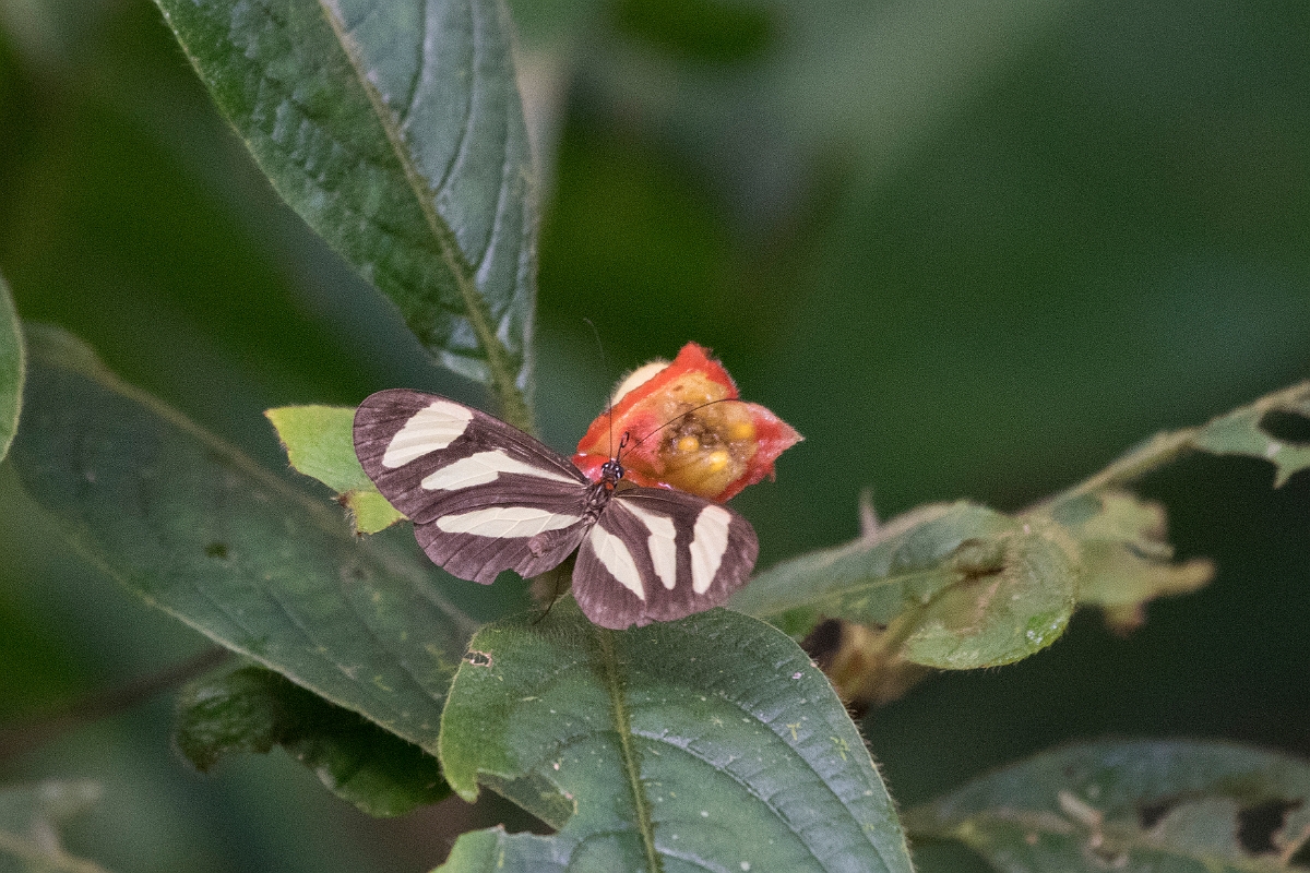 DPPhotography - Costa rica - Aeria eurimedia - A.jpg - Banded tigerwing, Aeria eurimedia - Tortuguero, Costa Rica