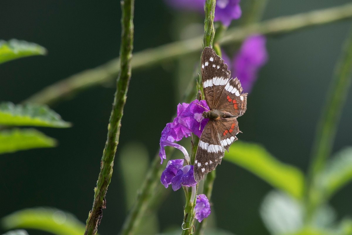 DPPhotography - Costa rica - Anartia fatima - A.jpg - Banded peacock,  Anartia fatima - Tortuguero, Costa Rica