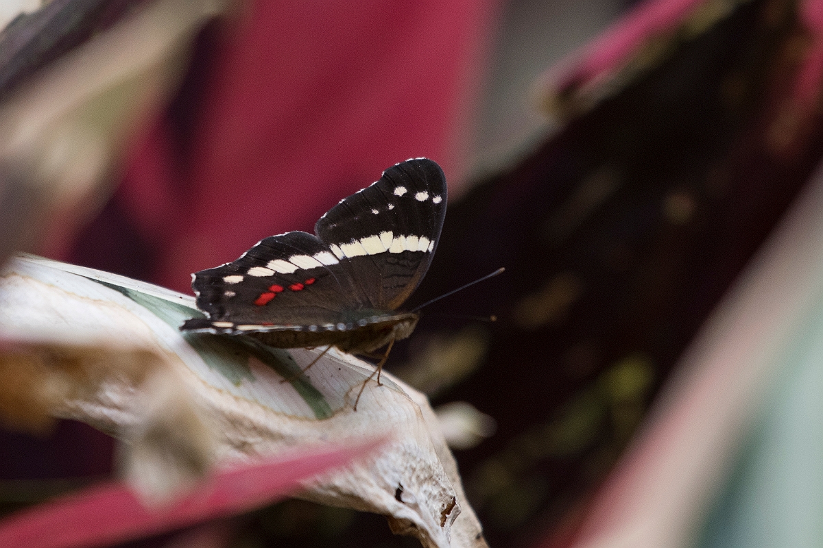 DPPhotography - Costa rica - Anartia fatima - B.jpg - Banded peacock,  Anartia fatima - San Gerardo de Dota, Costa Rica
