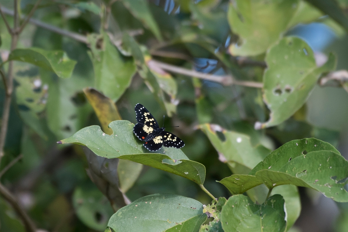 DPPhotography - Costa rica - Chlosyne poecile - A.jpg - Poecile Checkerspot,  Chlosyne poecile - El Remanso, Costa Rica