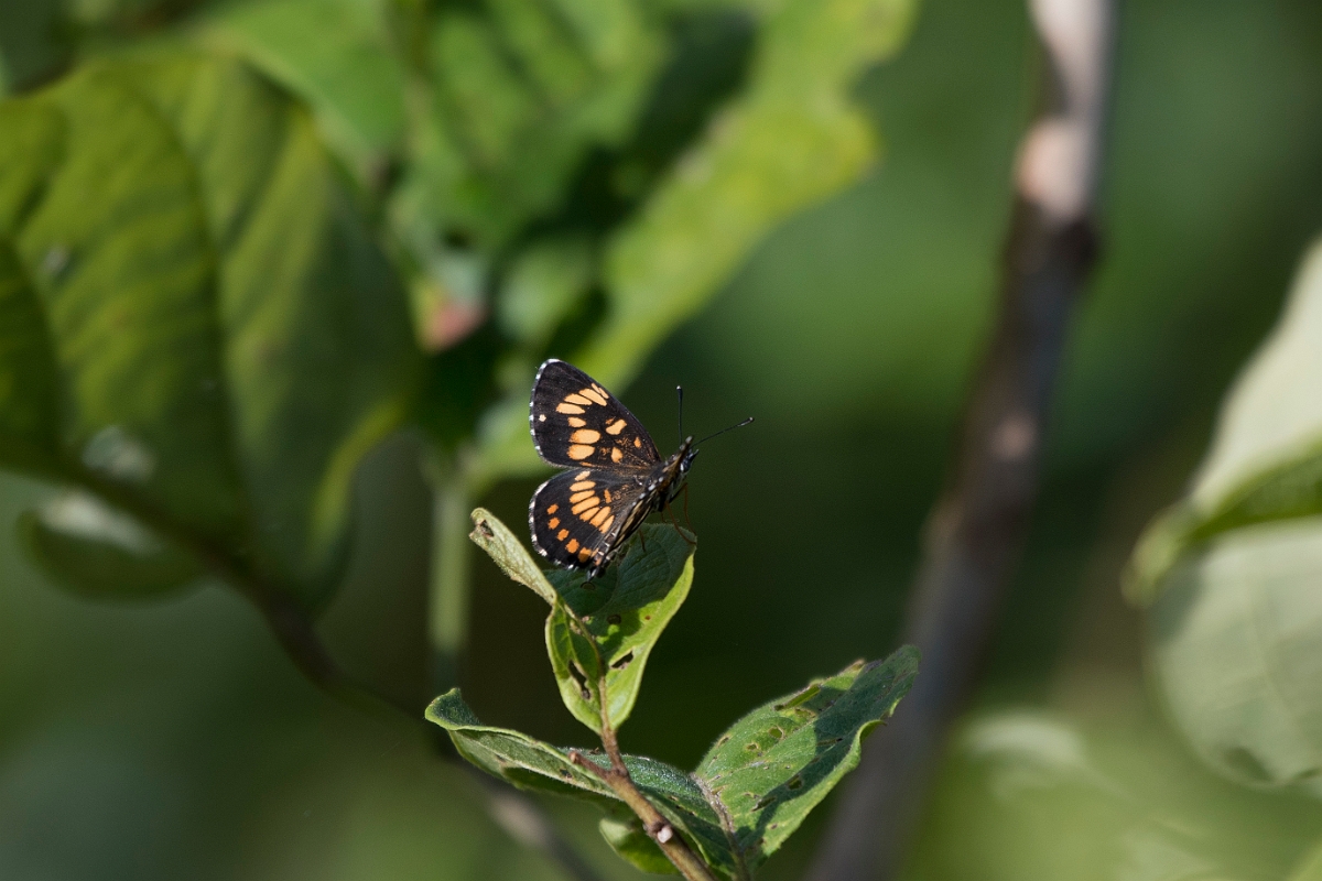 DPPhotography - Costa rica - Chlosyne theona costaricensis - A.jpg - Theona Checkerspot,  Chlosyne theona costaricensis - El Remanso, Costa Rica
