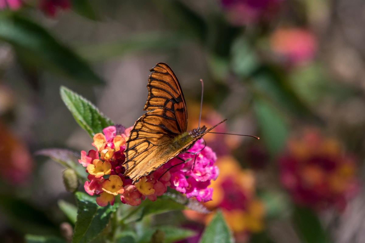 DPPhotography - Costa rica - Dione moneta poeyii - A.jpg - Mexican Silverspot, Dione moneta poeyii - San Gerardo de Dota, Costa Rica