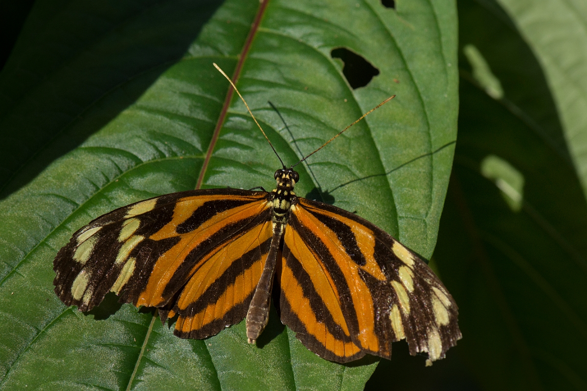 DPPhotography - Costa rica - Eueides isabella eva - A.jpg - Isabella’s Longwing,  Eueides isabella eva - La Qunita de Sarapiqui, Costa Rica