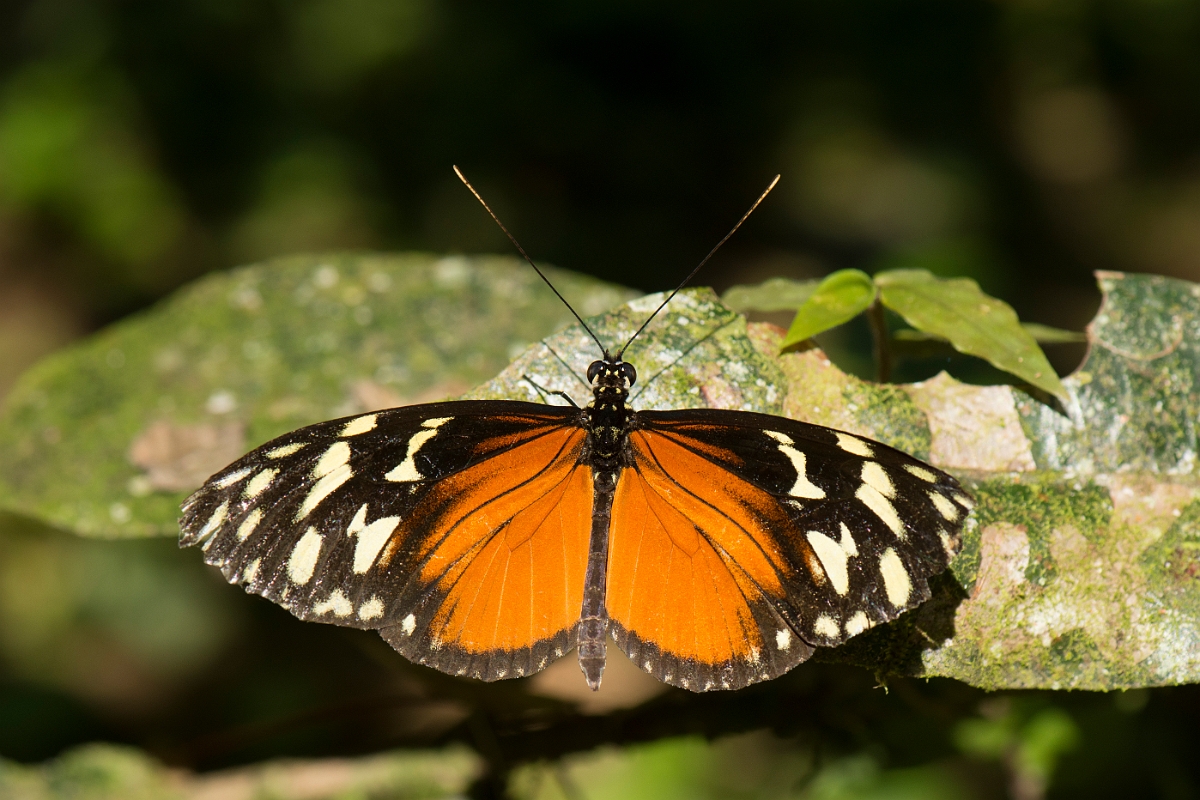 DPPhotography - Costa rica - Heliconius hecale zuleika - A.jpg - Hecale Longwing, Heliconius hecale zuleika - La Qunita de Sarapiqui, Costa Rica