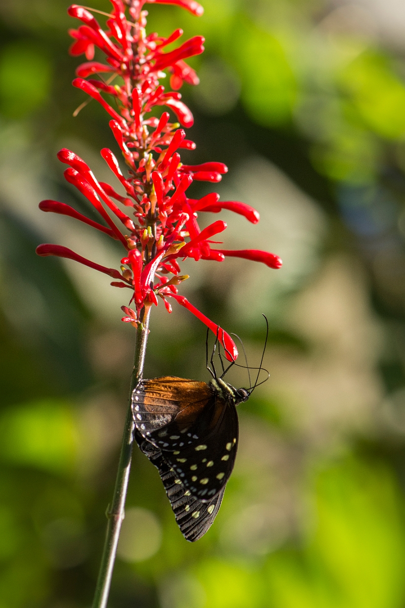 DPPhotography - Costa rica - Heliconius hecale zuleika - B.jpg - Hecale Longwing, Heliconius hecale zuleika - La Qunita de Sarapiqui, Costa Rica