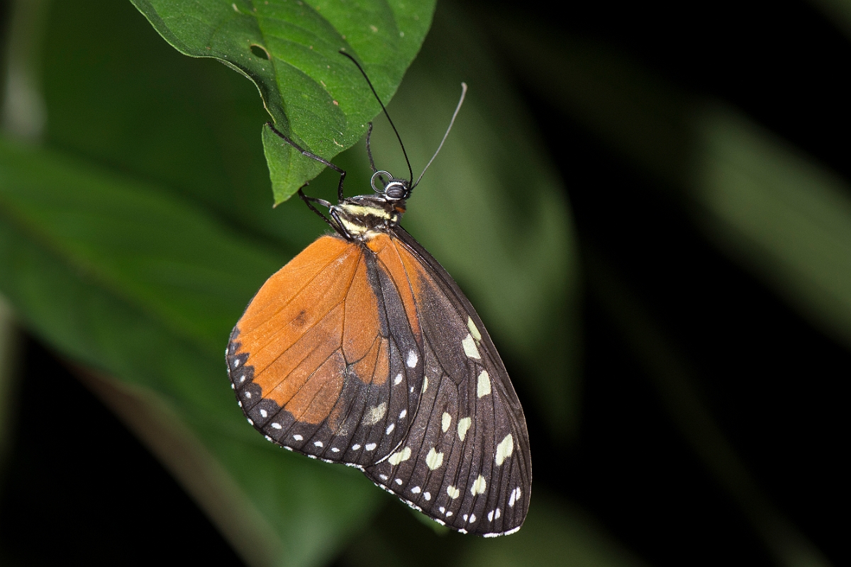 DPPhotography - Costa rica - Heliconius hecale zuleika - C.jpg - Hecale Longwing, Heliconius hecale zuleika - La Qunita de Sarapiqui, Costa Rica