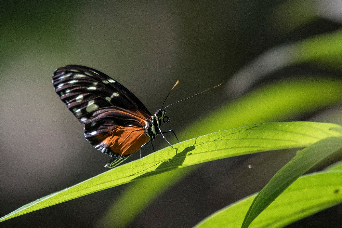 DPPhotography - Costa rica - Heliconius hecale zuleika - D.jpg - Hecale Longwing, Heliconius hecale zuleika - La Qunita de Sarapiqui, Costa Rica