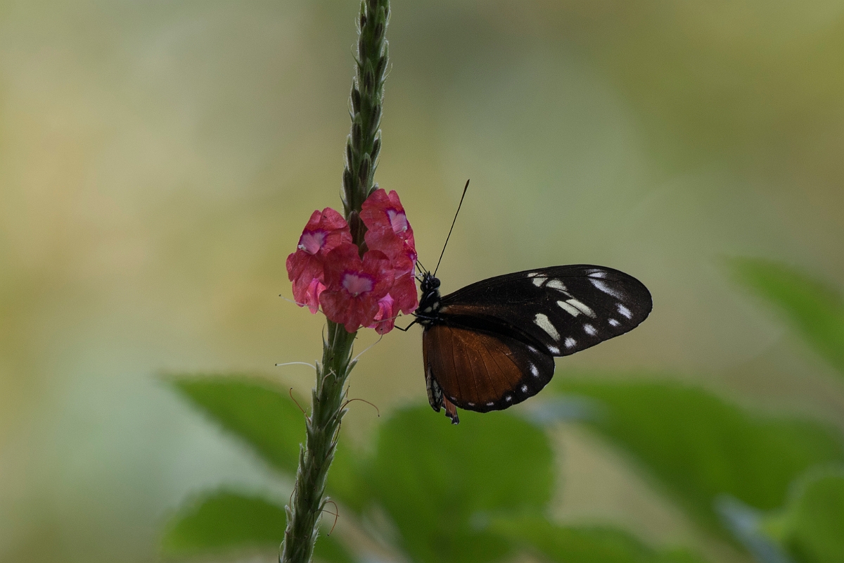 DPPhotography - Costa rica - Heliconius hecalesia formosus - A.jpg - Five-spotted Longwing, Heliconius hecalesia formosus - Tortuguero, Costa Rica