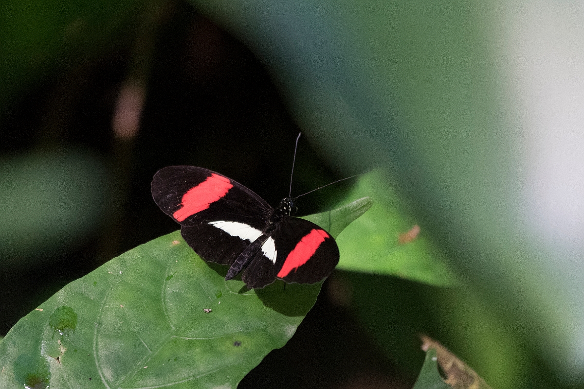 DPPhotography - Costa rica - Heliconius melpomene rosina - A.jpg - Postman, Heliconius melpomene rosina - La Qunita de Sarapiqui, Costa Rica