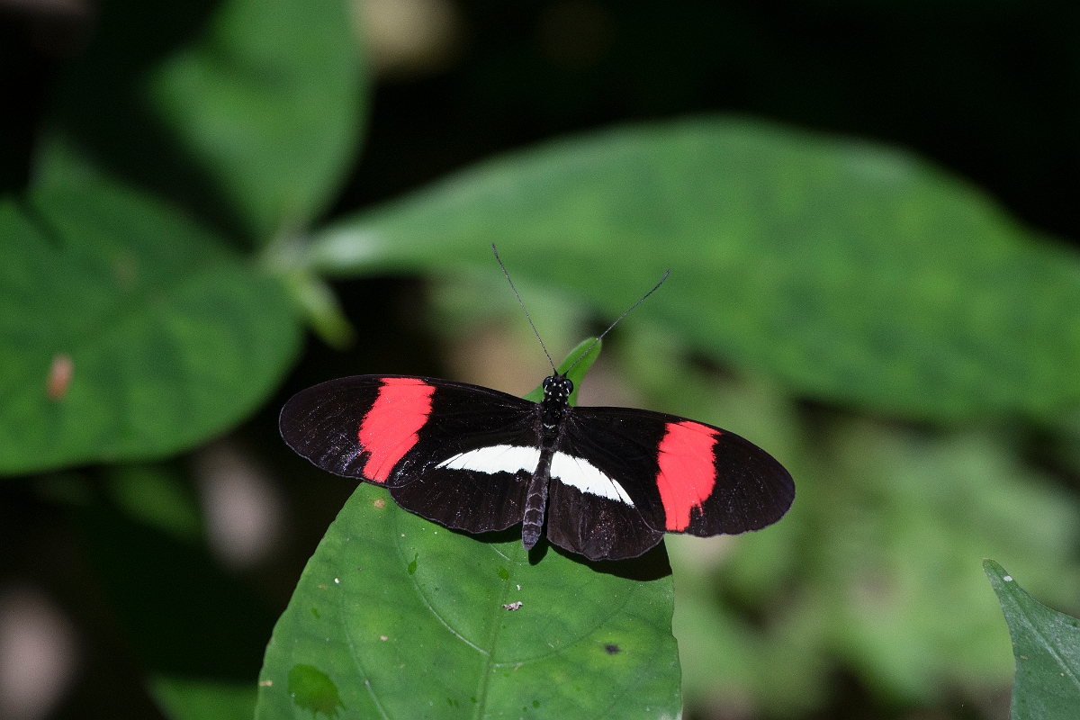 DPPhotography - Costa rica - Heliconius melpomene rosina - B.jpg - Postman, Heliconius melpomene rosina - La Qunita de Sarapiqui, Costa Rica