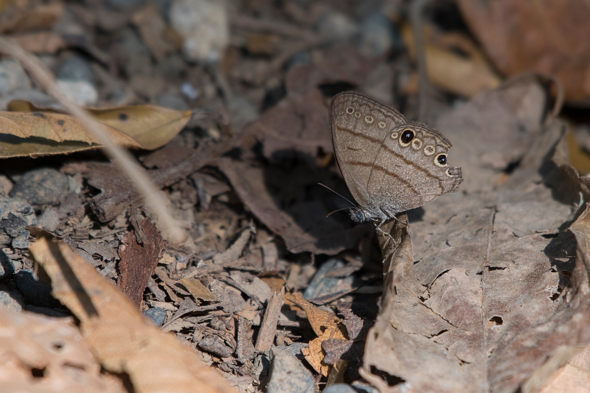 DPPhotography - Costa rica - Hermeuptychia hermes - B.jpg - Hermes Satyr, Hermeuptychia hermes - El Remanso, Costa Rica