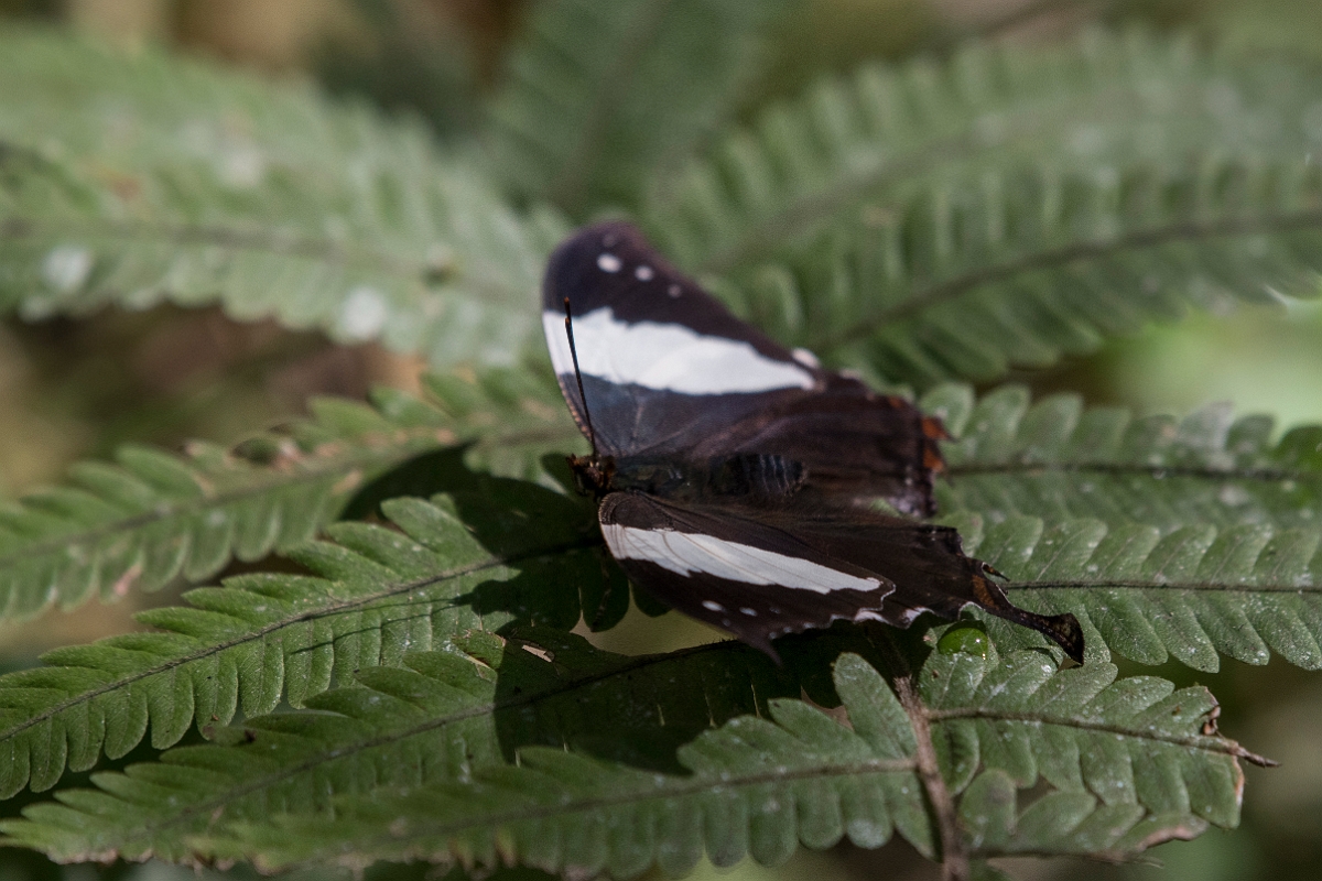 DPPhotography - Costa rica - Hypna clytemnesta negra - A.jpg - Silver-studded Leafwing,  Hypna clytemnestra negra - La Qunita de Sarapiqui, Costa Rica