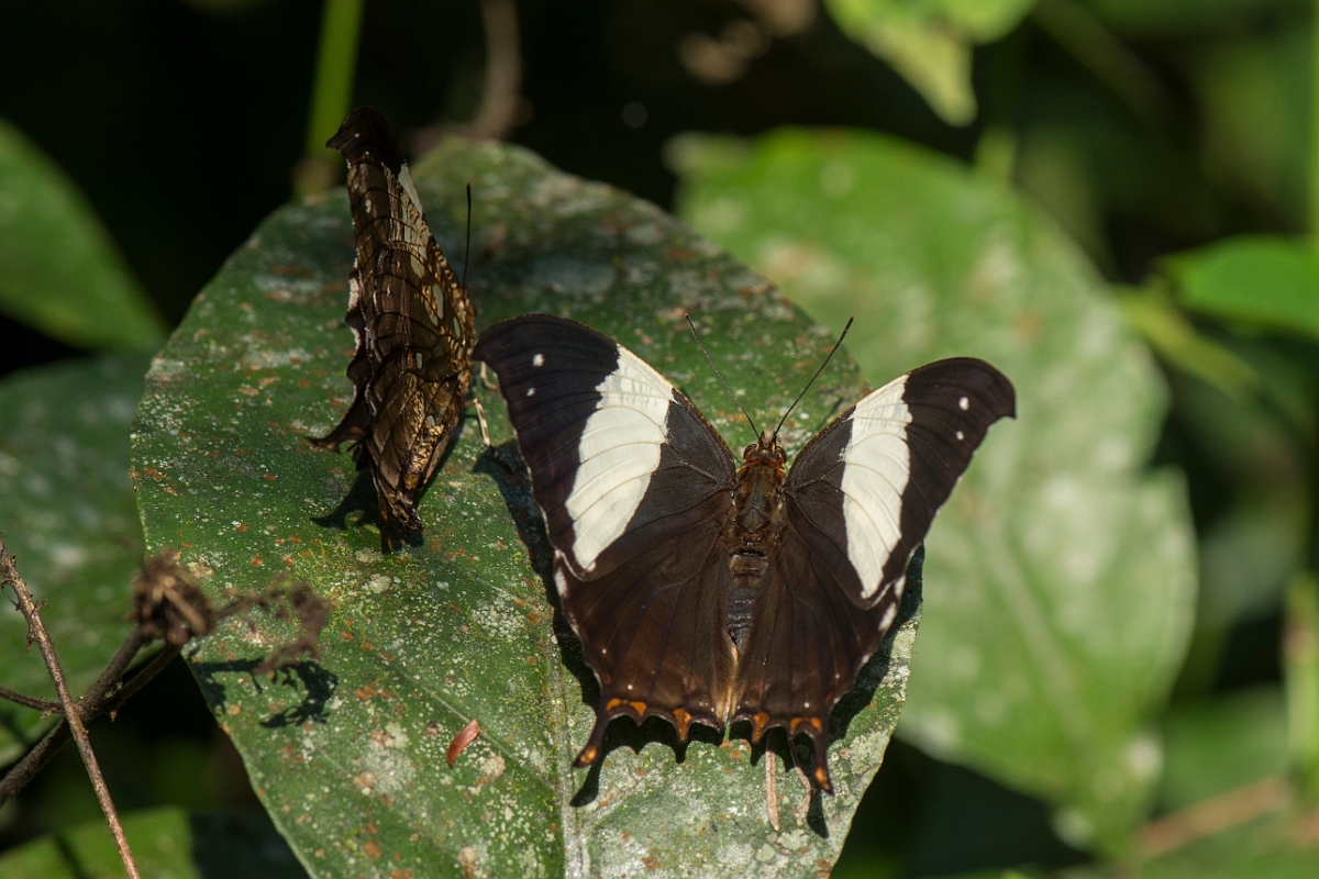 DPPhotography - Costa rica - Hypna clytemnesta negra - B.jpg - Silver-studded Leafwing,  Hypna clytemnestra negra - La Qunita de Sarapiqui, Costa Rica