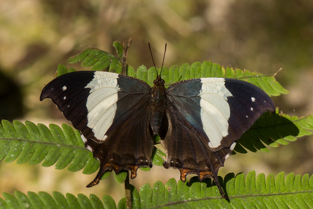 DPPhotography - Costa rica - Hypna clytemnesta negra - C.jpg - Silver-studded Leafwing,  Hypna clytemnestra negra - La Qunita de Sarapiqui, Costa Rica