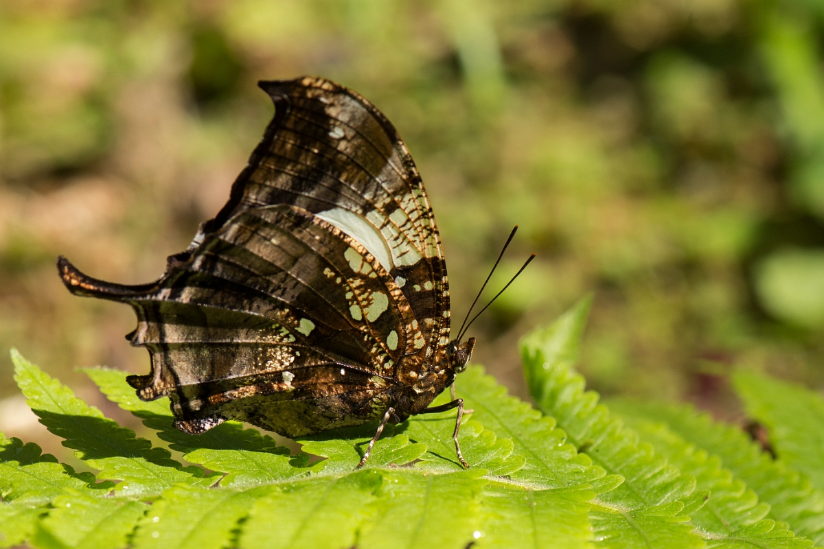 DPPhotography - Costa rica - Hypna clytemnesta negra - D.jpg - Silver-studded Leafwing,  Hypna clytemnestra negra - La Qunita de Sarapiqui, Costa Rica