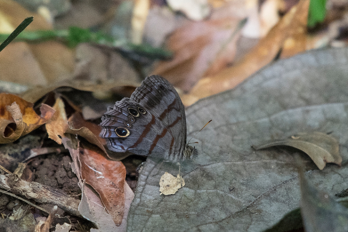 DPPhotography - Costa rica - Magneuptychia libye - A.jpg - Blue-gray satyr,  Magneuptychia libye - La Qunita de Sarapiqui, Costa Rica