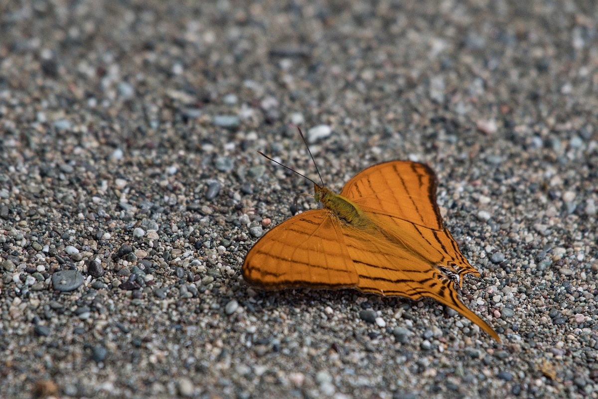 DPPhotography - Costa rica - Marpesia berania - A.jpg - Berania daggerwing,  Marpesia berania - El Remanso, Costa Rica