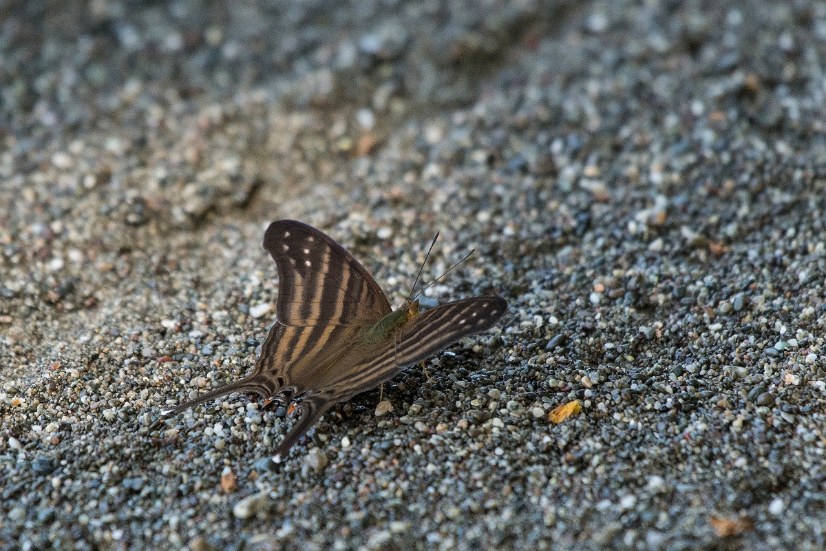 DPPhotography - Costa rica - Marpesia chiron - A.jpg - Many-banded daggerwing,  Marpesia chiron - El Remanso, Costa Rica