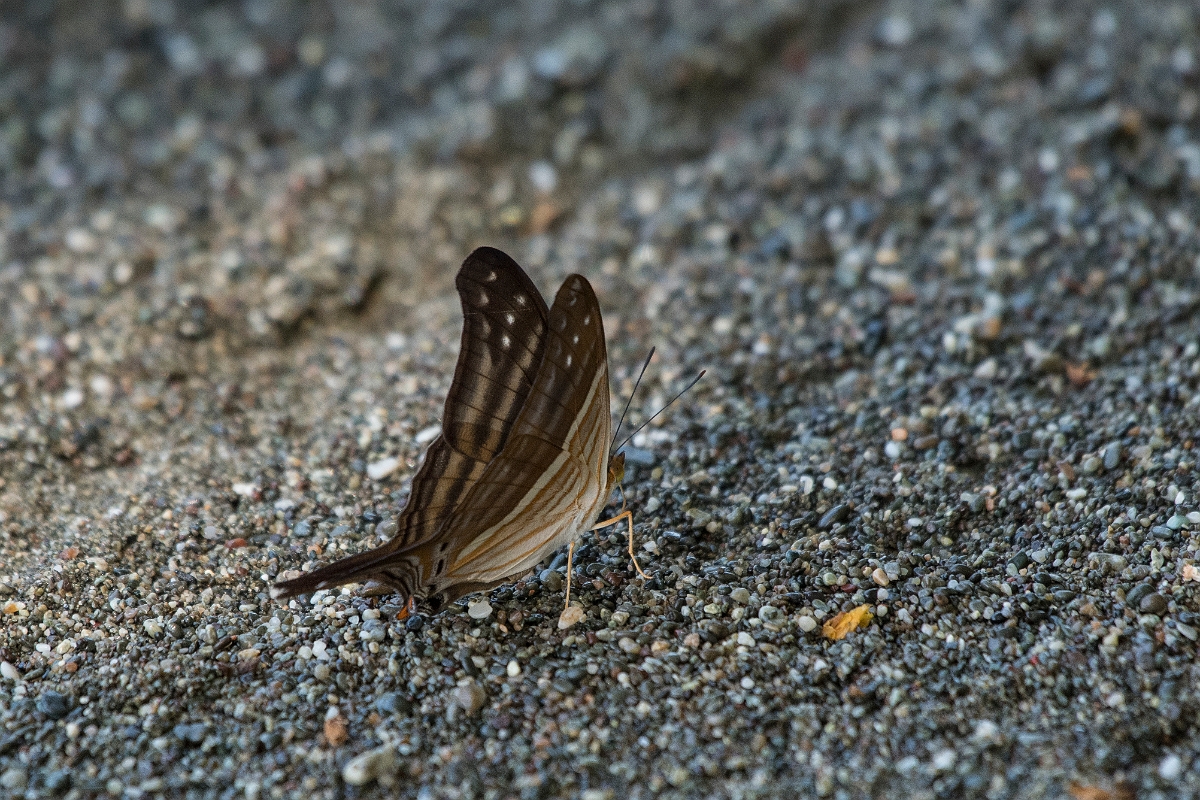 DPPhotography - Costa rica - Marpesia chiron - B.jpg - Many-banded daggerwing,  Marpesia chiron - El Remanso, Costa Rica