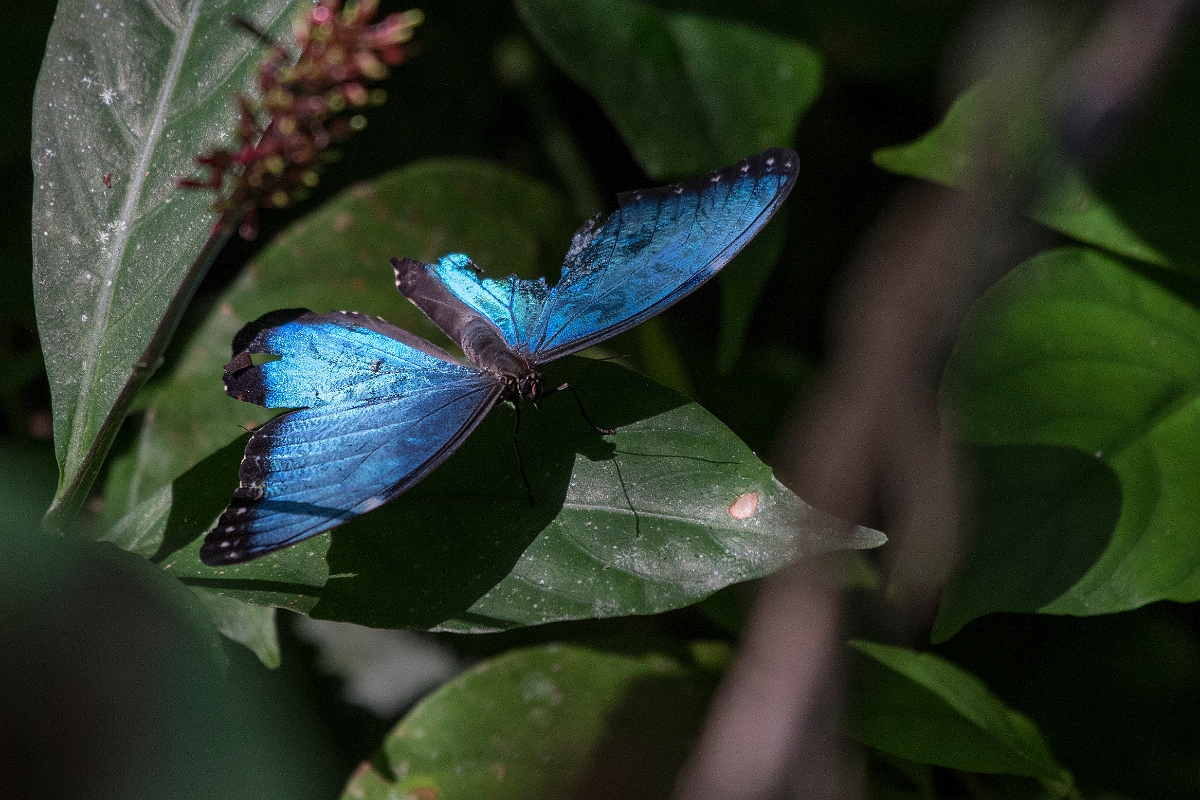 DPPhotography - Costa rica - Morpho peleides - A.jpg - Common morpho, Morpho peleides - La Qunita de Sarapiqui, Costa Rica