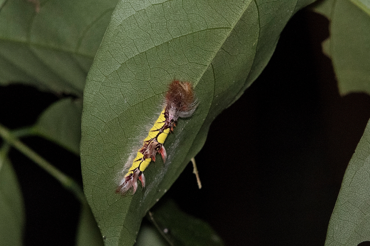 DPPhotography - Costa rica - Morpho peleides - B.jpg - Common morpho, Morpho peleides caterpillar - La Qunita de Sarapiqui, Costa Rica