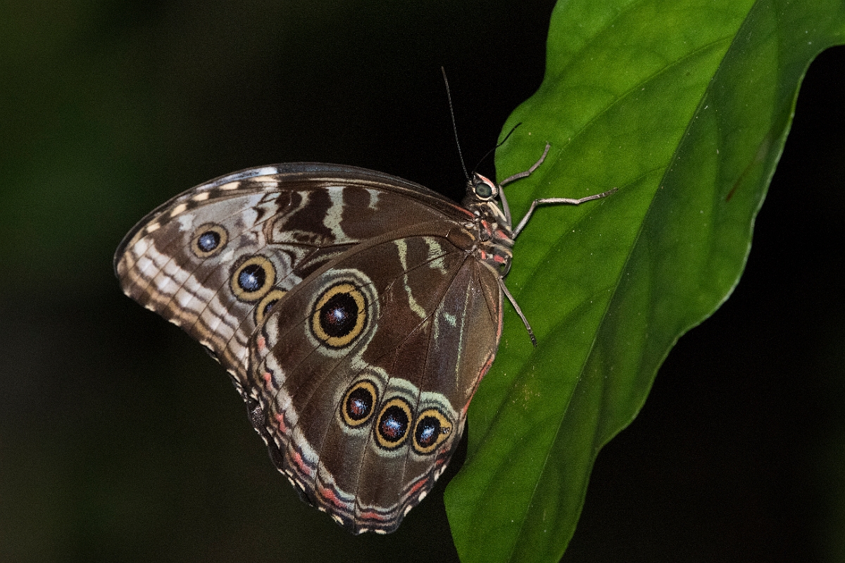 DPPhotography - Costa rica - Morpho peleides - C.jpg - Common morpho, Morpho peleides - La Qunita de Sarapiqui, Costa Rica