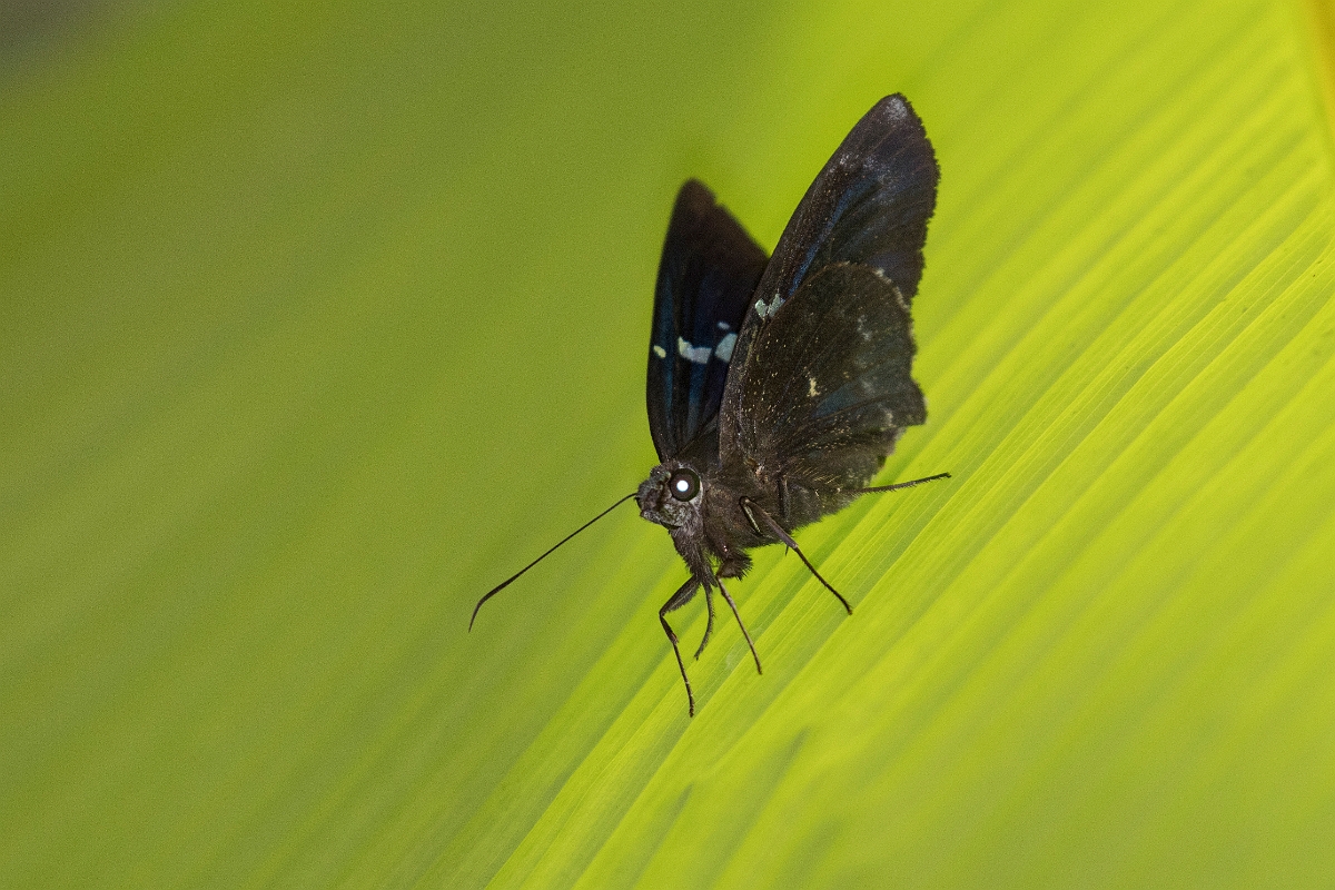 DPPhotography - Costa rica - Narcosius samson - A.jpg - Samson Flasher, Narcosius samson - El Remanso, Costa Rica